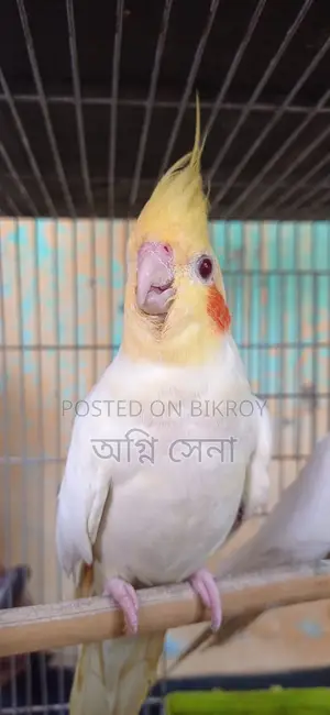Cockatiel Bird for Sale or Exchange
