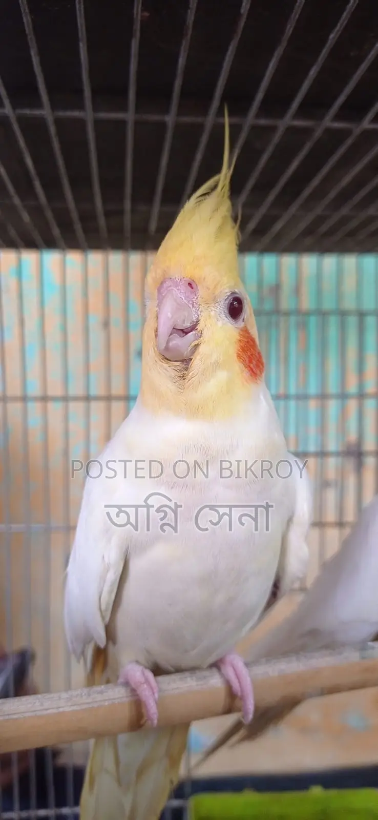 Cockatiel Bird for Sale or Exchange