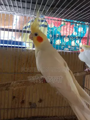 Cockatiel Bird for Sale or Exchange