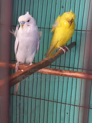 JP Running Pair