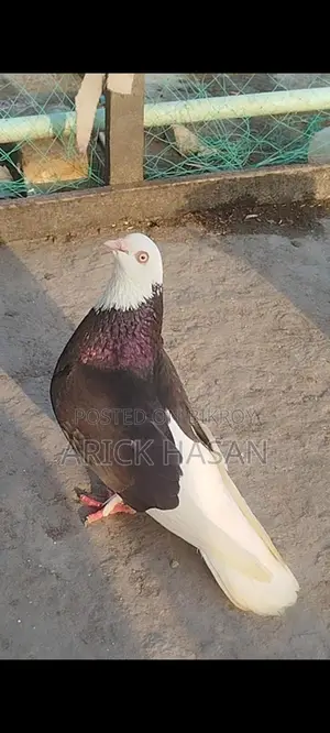 নার কবুতর