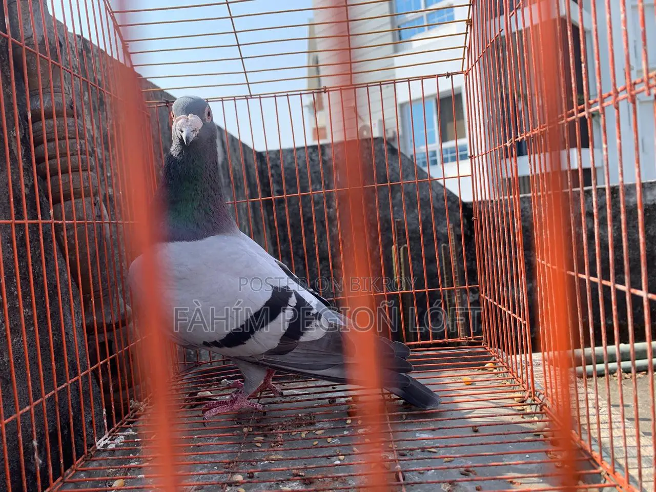 Pigeons for Sale
