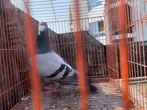 Pigeons for Sale