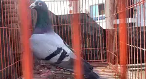 Pigeons for Sale