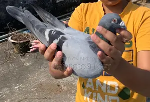 Pigeons for Sale