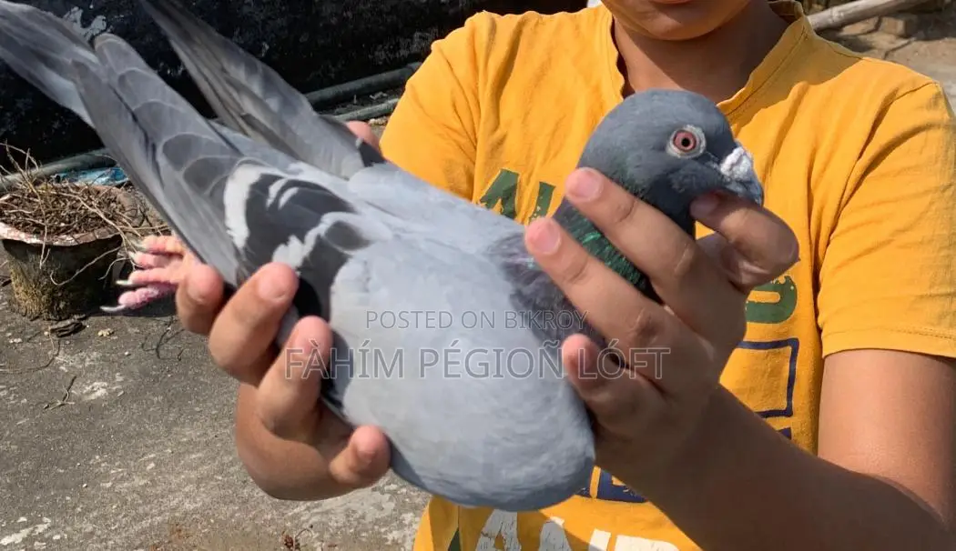 Pigeons for Sale