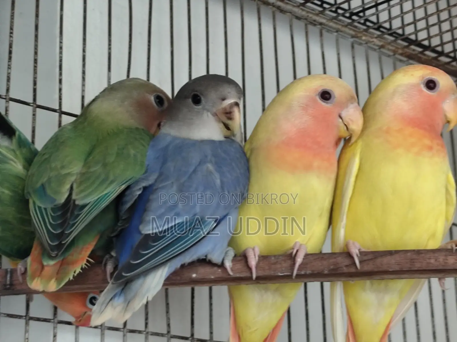 Selfied Lovebird