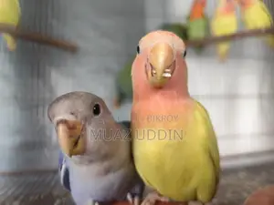 Selfied Lovebird
