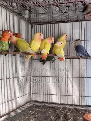 Selfied Lovebird