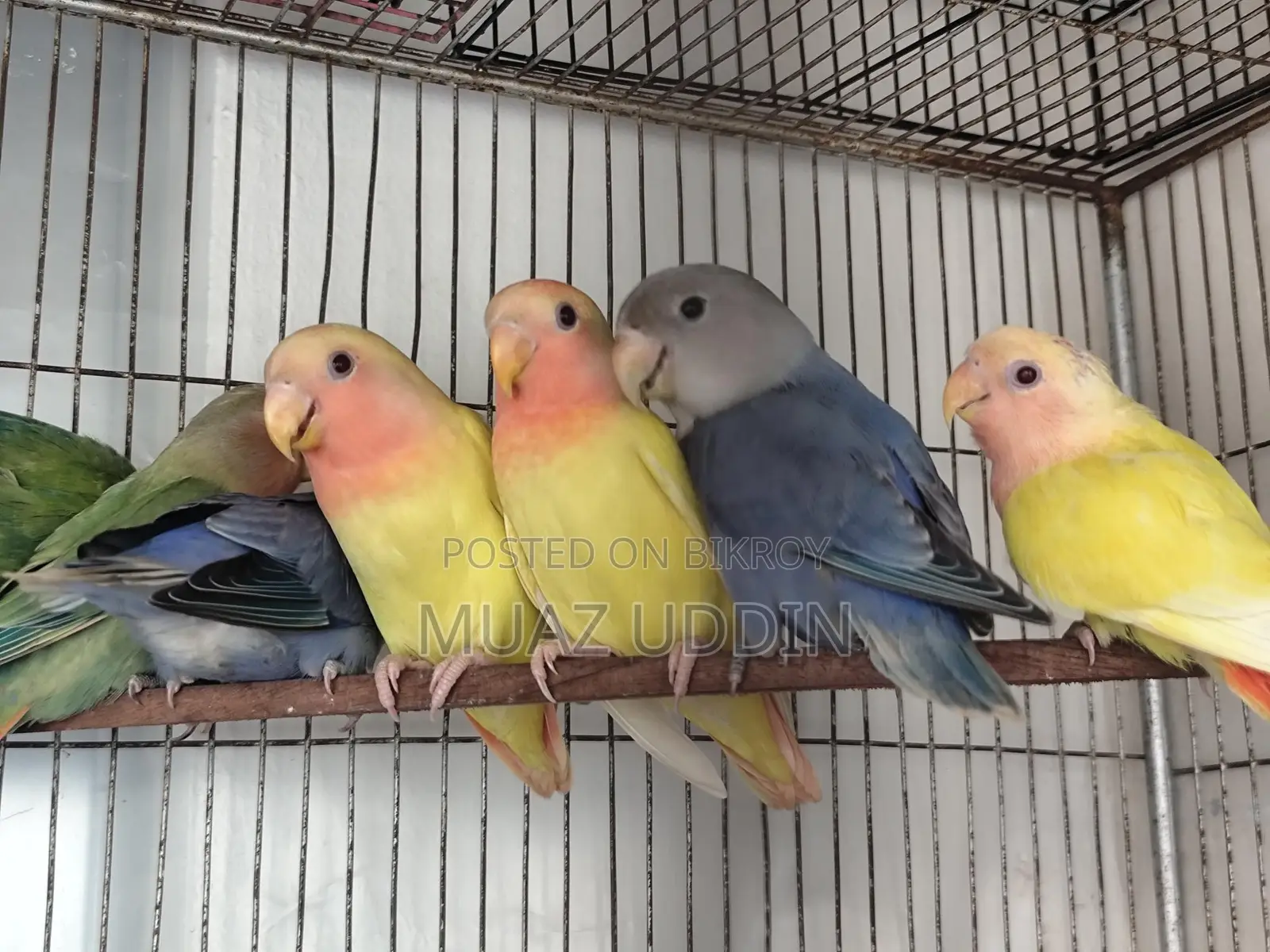 Selfied Lovebird