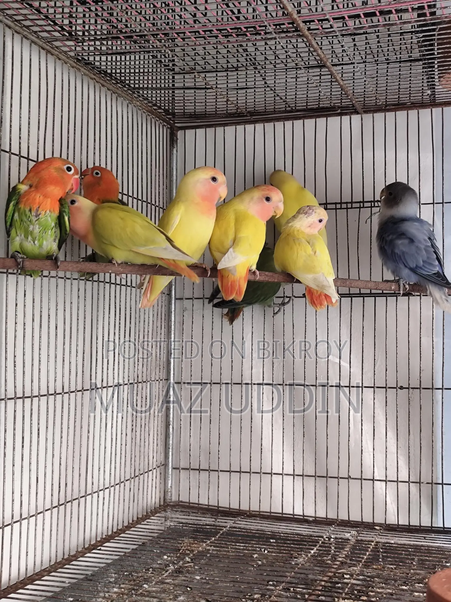 Selfied Lovebird