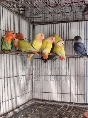 Selfied Lovebird