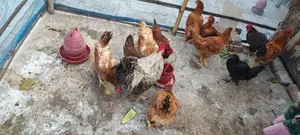 Tiger Chicken for Sale