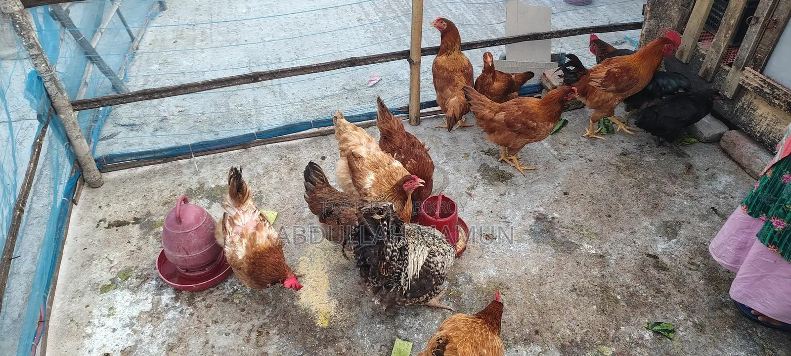 Tiger Chicken for Sale