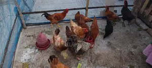 Tiger Chicken for Sale