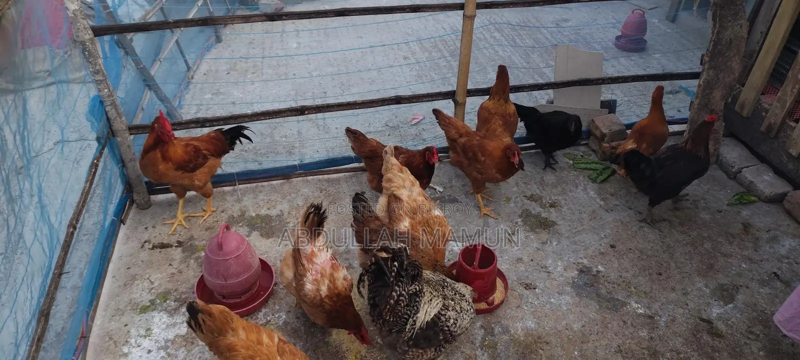 Tiger Chicken for Sale