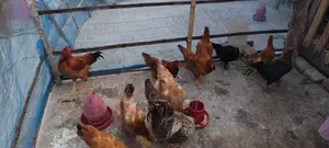 Tiger Chicken for Sale