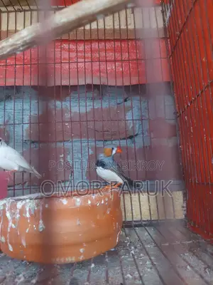 Active Breeding Birds