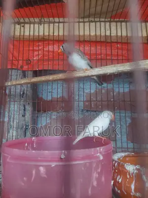 Active Breeding Birds