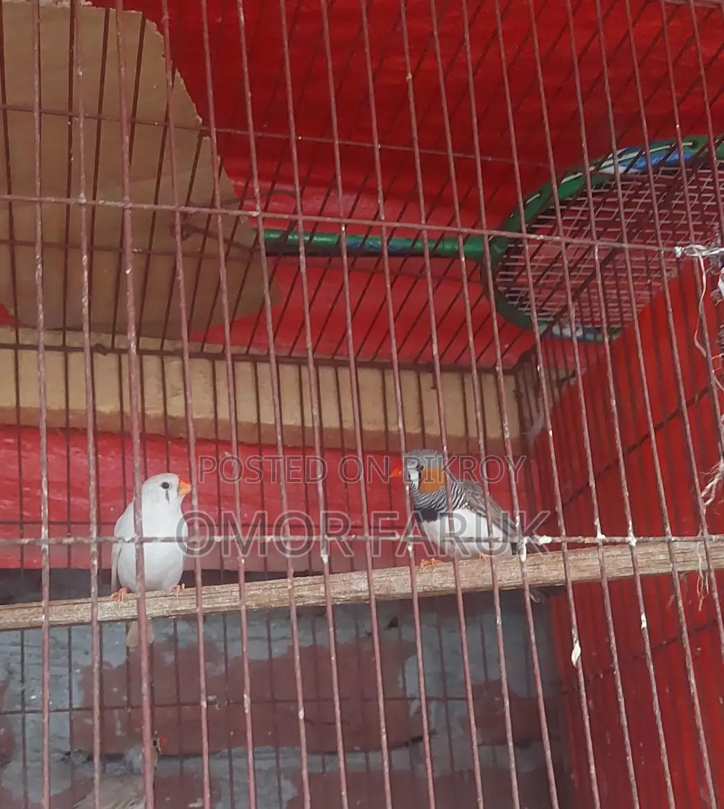 Active Breeding Birds