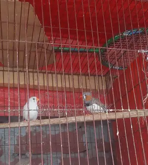 Active Breeding Birds