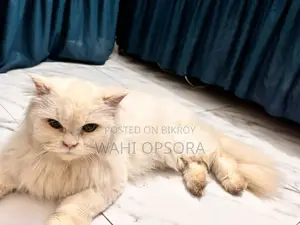 পার্সিয়ান ৩ কোটেড ফিমেল বিড়াল বিক্রয়