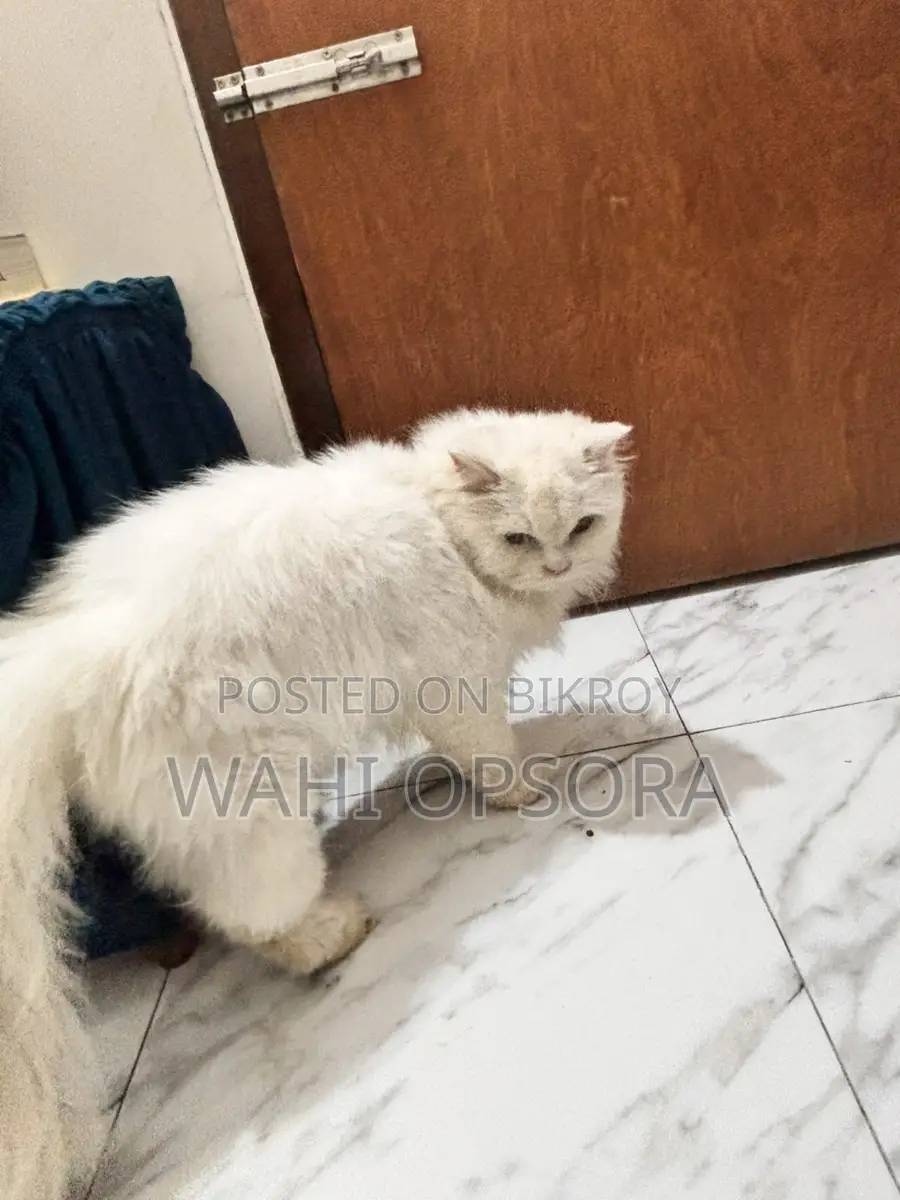 পার্সিয়ান ৩ কোটেড ফিমেল বিড়াল বিক্রয়
