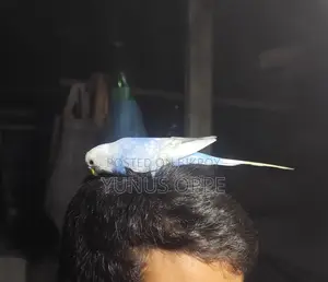 Hand-Tamed Budgie Bird