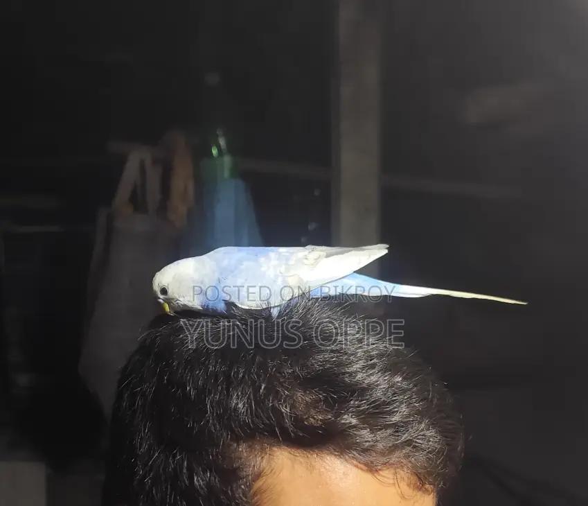 Hand-Tamed Budgie Bird