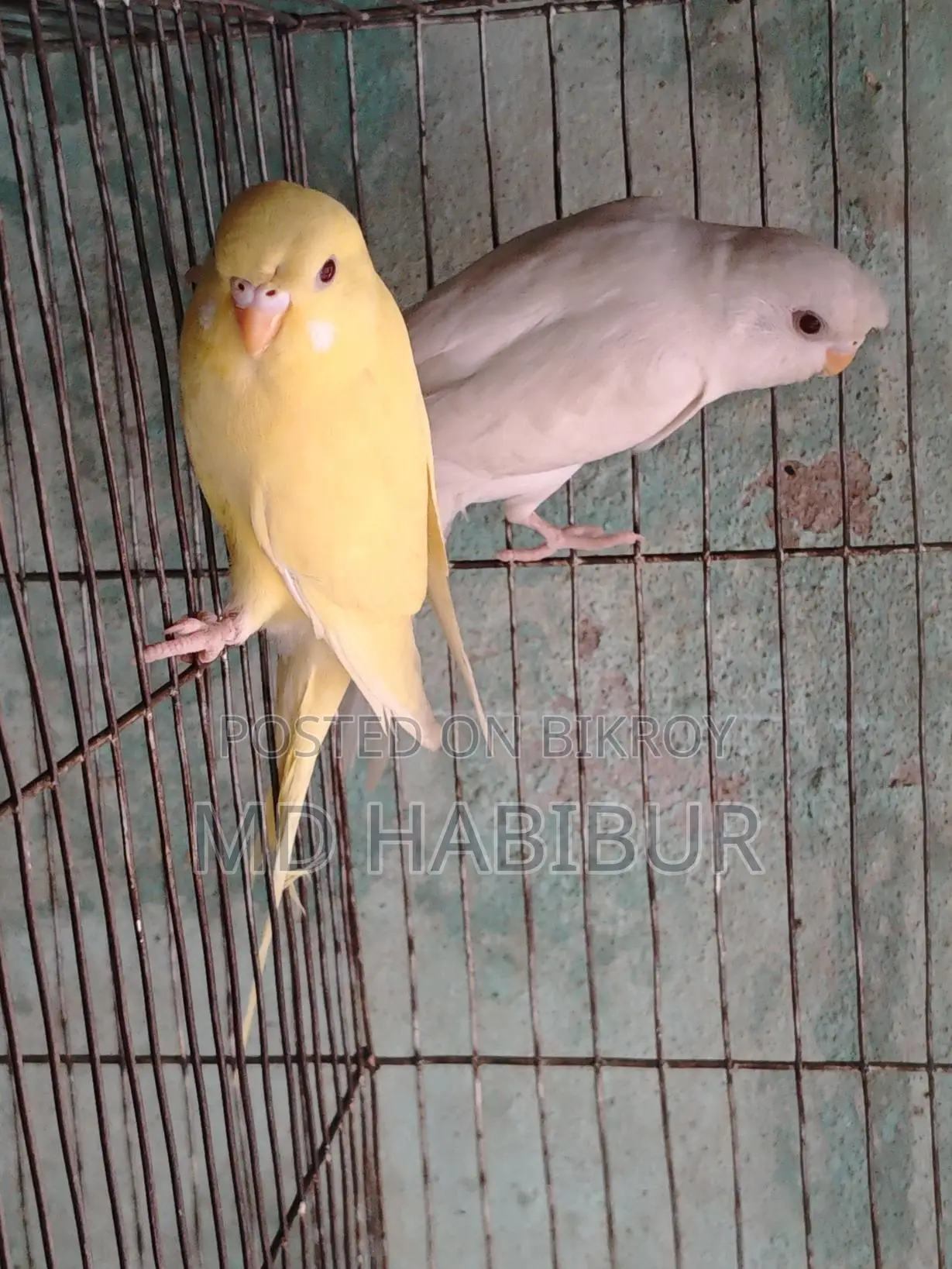 Lutino Red Eye + Albino Eye. - 6 months old, for sale