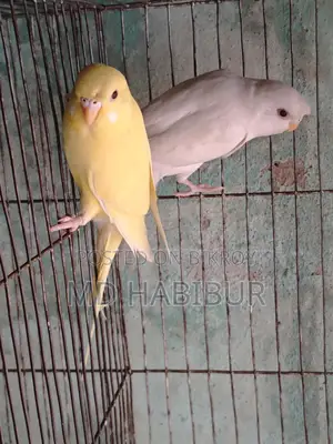 Lutino Red Eye + Albino Eye. - 6 months old, for sale