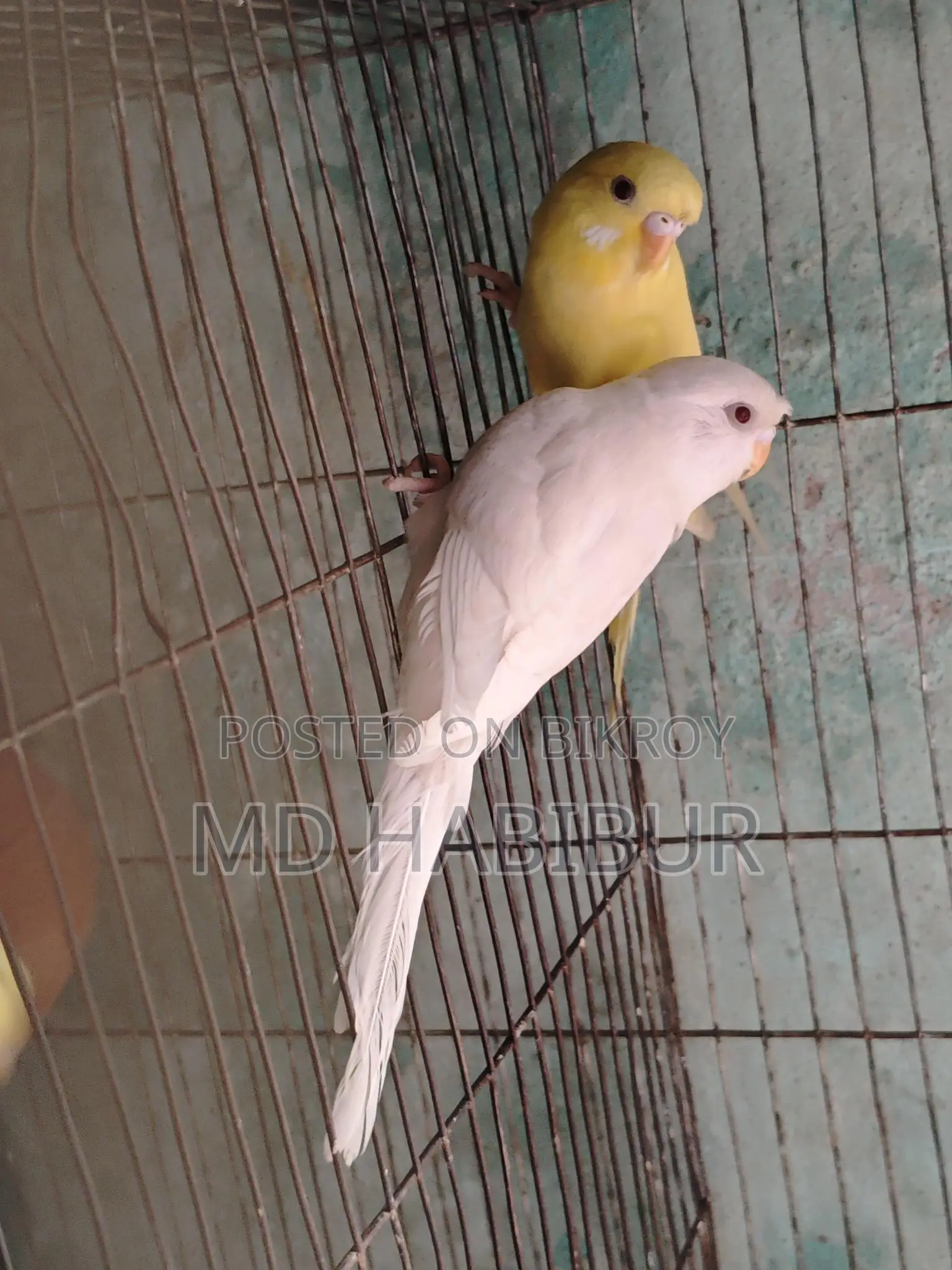 Lutino Red Eye + Albino Eye. - 6 months old, for sale