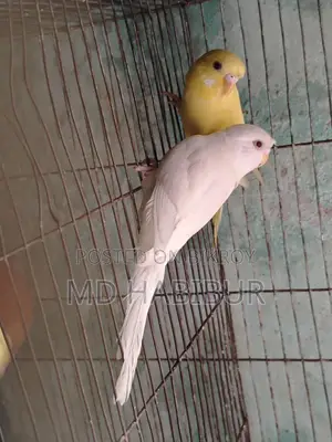 Lutino Red Eye + Albino Eye. - 6 months old, for sale