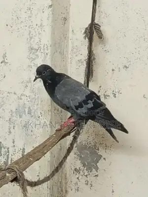 Pigeons for sale