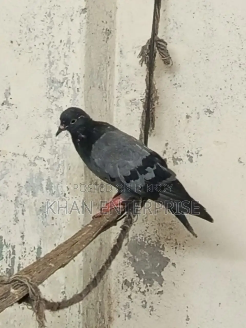 Pigeons for sale