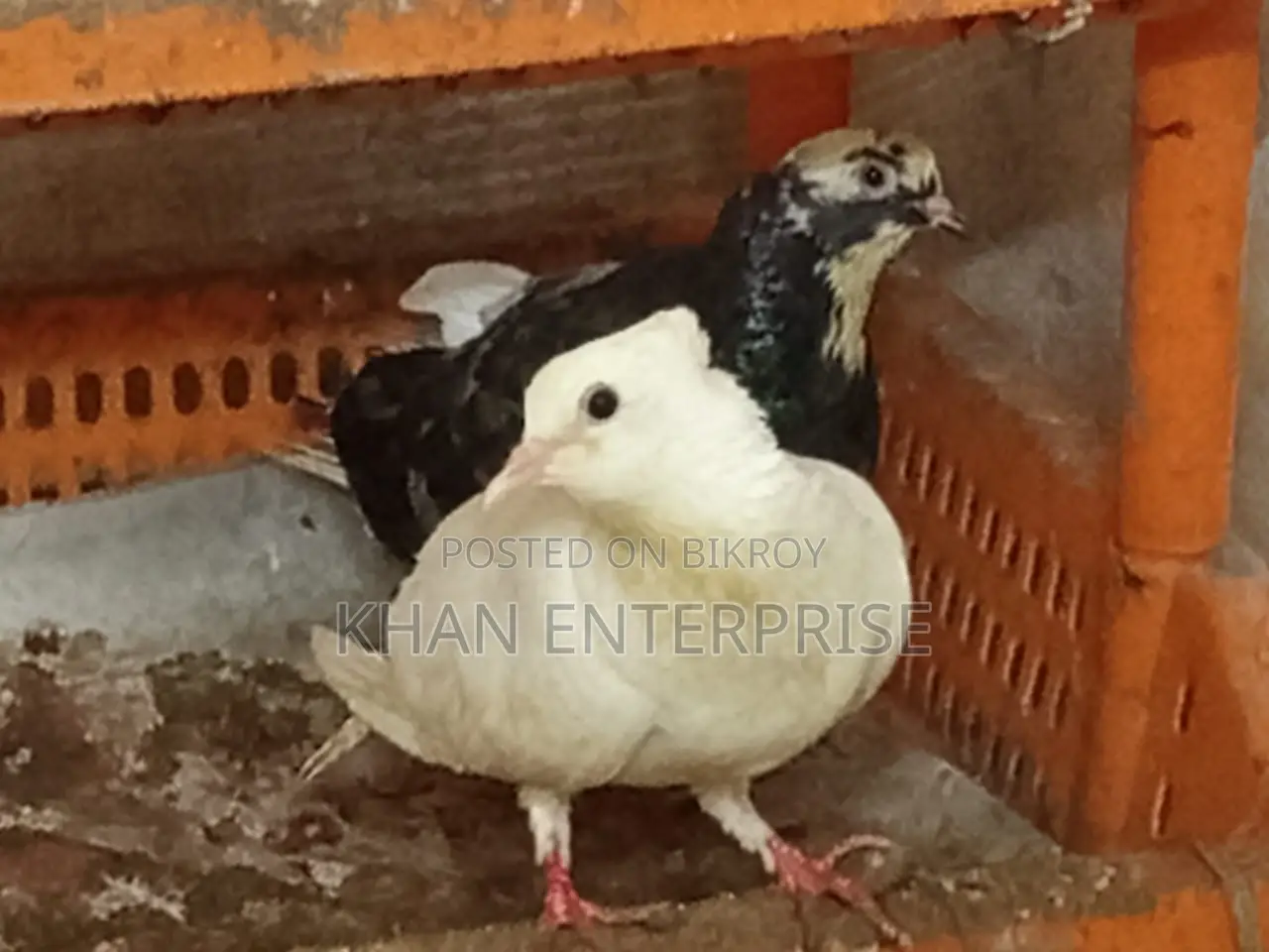 Pigeons for sale