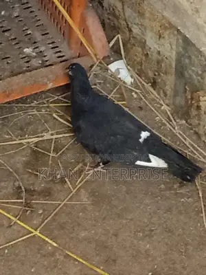 Pigeons for sale