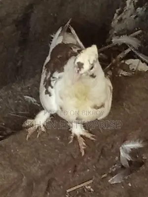 Pigeons for sale