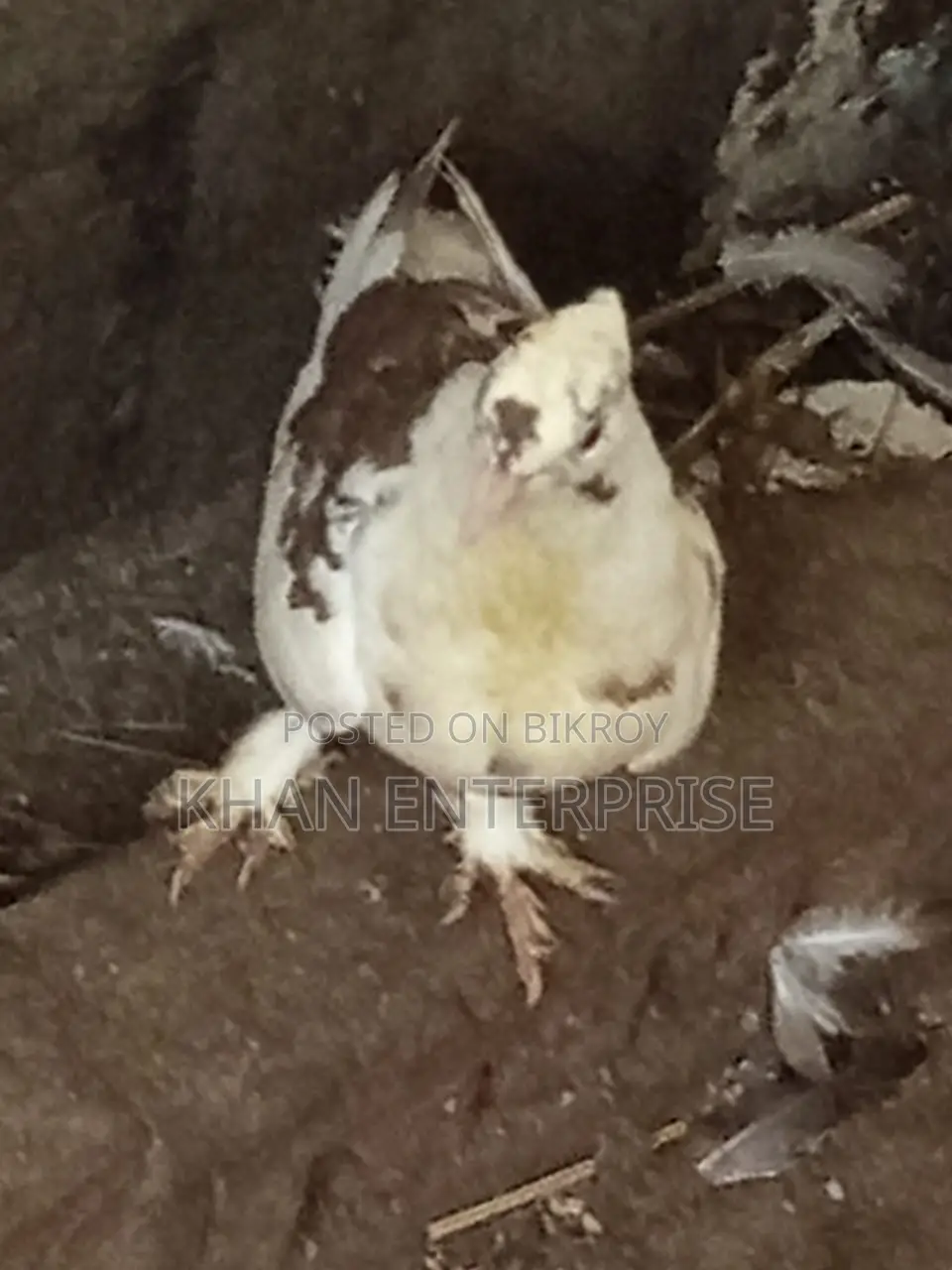 Pigeons for sale