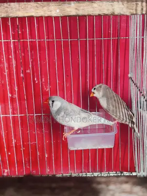 Exhibition Zebra Finch