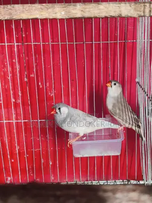 Exhibition Zebra Finch