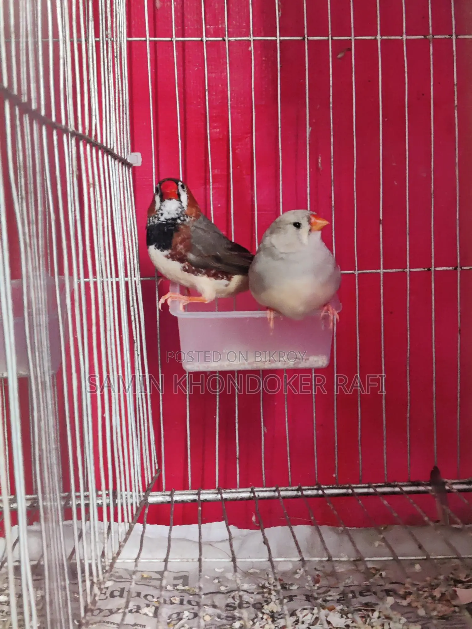 Exhibition Zebra Finch