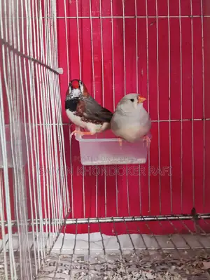 Exhibition Zebra Finch