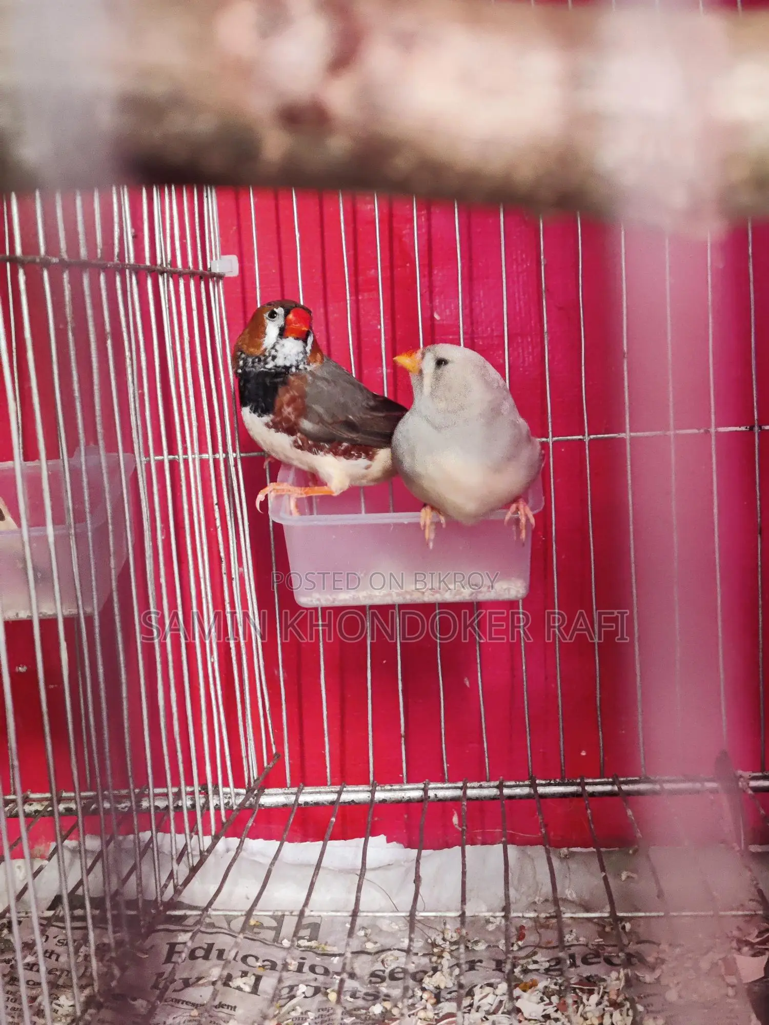 Exhibition Zebra Finch