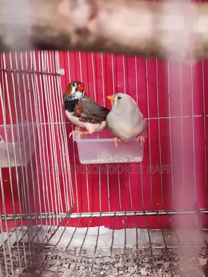 Exhibition Zebra Finch