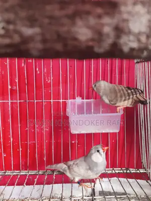 Exhibition Zebra Finch