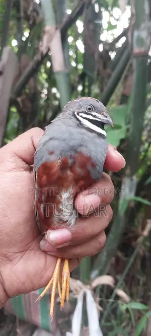 King Quail
