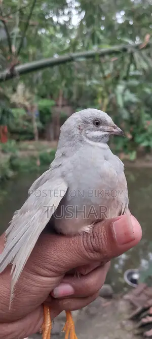King Quail