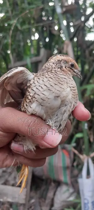 King Quail