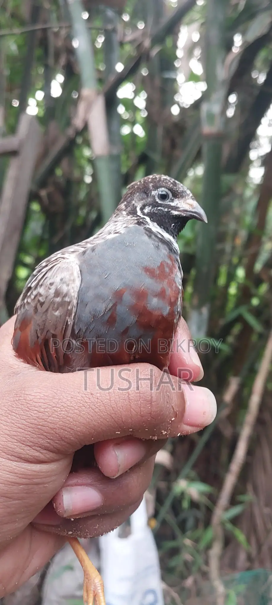 King Quail